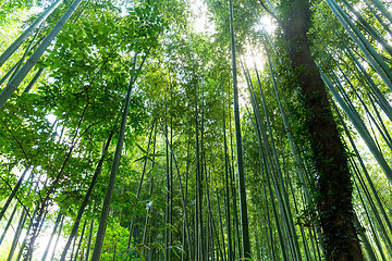 Image showing Green bamboo forest