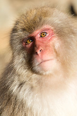 Image showing Cute Monkey