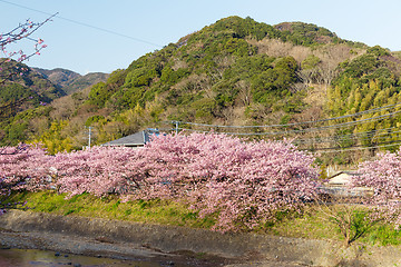 Image showing Sakura in kawazu city