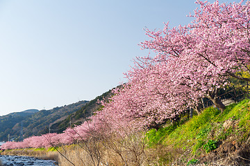 Image showing Sakura tree