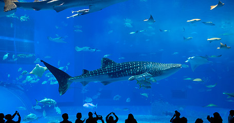 Image showing Silhouettes of people and giant whale shark of fantasy underwate