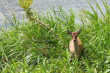 Image showing Young roe deer 