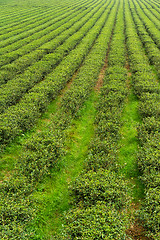 Image showing Green tea garden