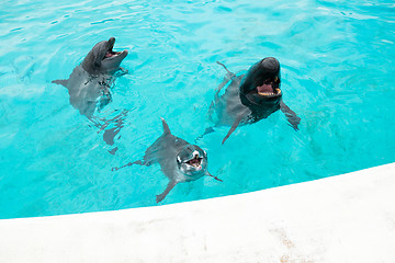 Image showing Dolphin and whale shark in water tank