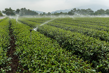 Image showing Tea plantation at TaiWan