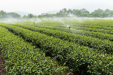 Image showing Green tea plantation with cloud in asia