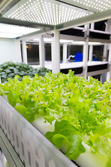 Image showing Organic hydroponic vegetable indoor