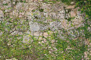 Image showing Green Creeper Plant growing on a stone wall