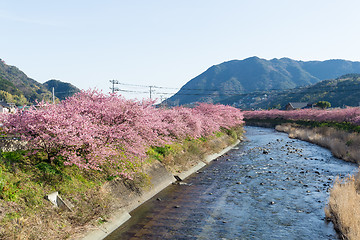 Image showing Sakura in kawazu