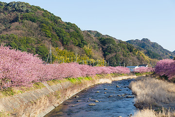 Image showing Sakura in countryside