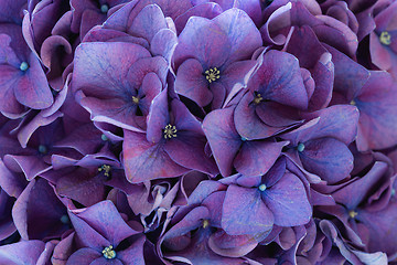 Image showing Purple hydrangea