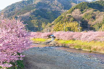 Image showing Sakura tree in japan