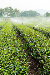 Image showing Tea Plantations