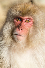 Image showing Cute monkey