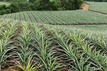 Image showing Pineapple in a garden Farms