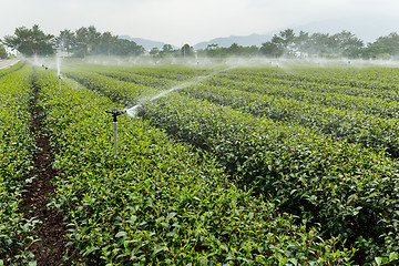 Image showing Tea farm in TaiTung luye