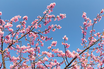 Image showing Sakura