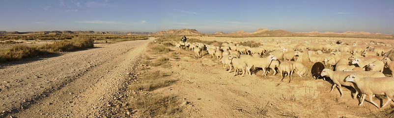 Image showing sheep