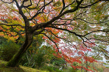 Image showing Colorful autumn tree.