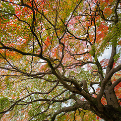 Image showing Colorful autumn tree.