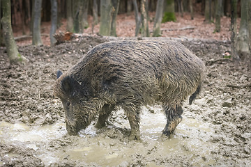 Image showing Wild boar