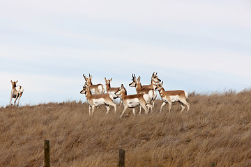 Image showing Pronghorn Antelope