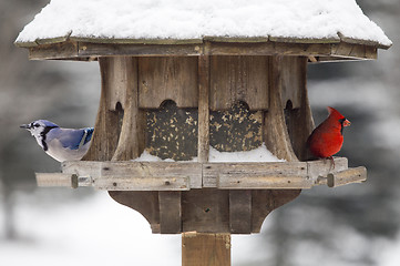 Image showing Red Cardinal and Blue Jay