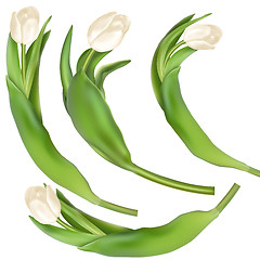 Image showing Tulips decorative background. EPS 10