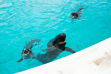 Image showing Dolphin and whale shark in Aquarium