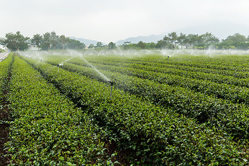 Image showing Green tea plantation with water sprinkler system