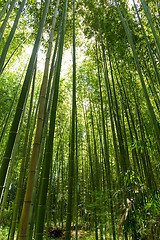 Image showing Bamboo grove, bamboo forest 