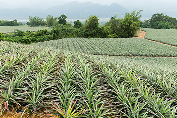 Image showing Pineapple farm in TaiTung, TaiWan