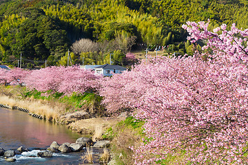 Image showing Sakura flower in kawazu city
