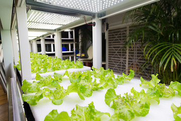 Image showing Fresh organic vegetable in hydroponic vegetable field