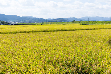 Image showing Paddy rice meadow