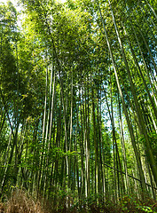 Image showing Bamboo forest at Arashiyama, Kyoto, Japan