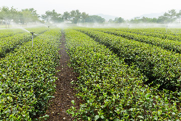 Image showing Watering with sprinkler of green tea farm