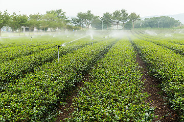 Image showing Tea farm in Taiwan