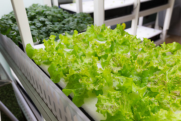 Image showing Planting hydroponics at indoor