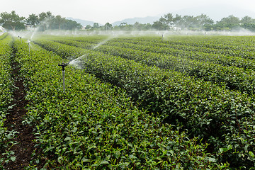 Image showing Green Tea Farm with water sprinkler system