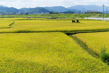 Image showing Paddy jasmine rice farm