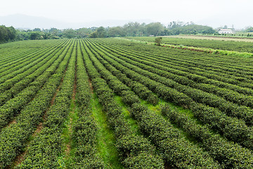 Image showing Tea farm