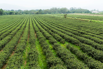 Image showing Tea plantation 