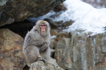 Image showing Snow monkey