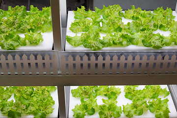 Image showing Hydroponics system