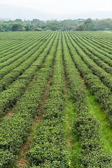 Image showing Green Tea Farm