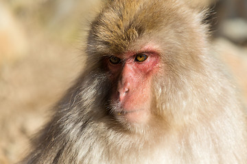Image showing Japanese Monkey close up