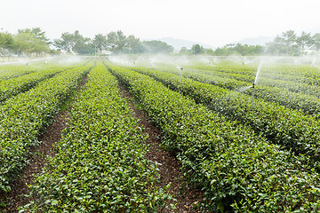 Image showing Beautiful fresh green tea plantation 