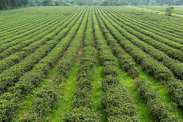 Image showing Tea farm in TaiTung