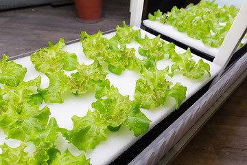 Image showing Hydroponics vegetable farm 